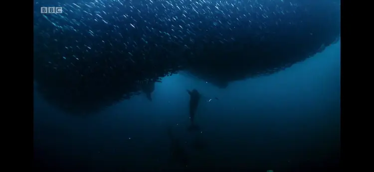 Atlantic herring (Clupea harengus) as shown in Blue Planet II - One Ocean